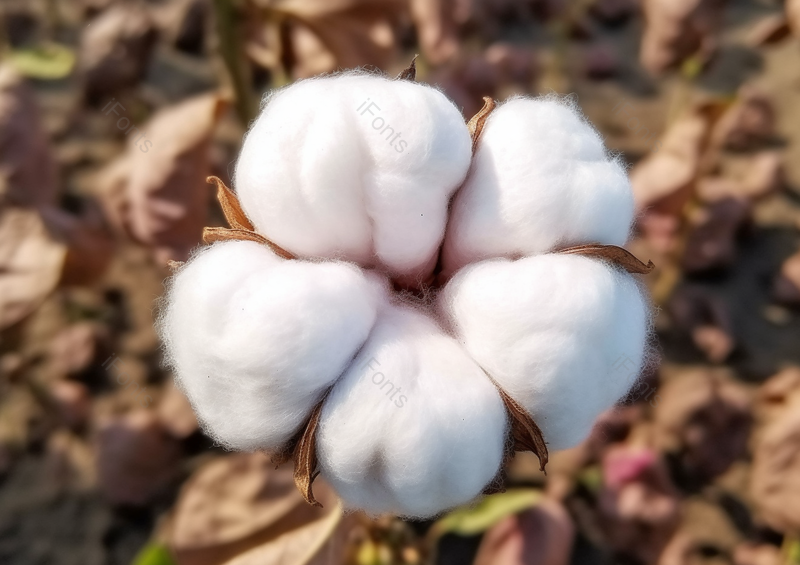 农田里洁白柔软的棉花植物特写背景模糊,高清,摄影图,摄影图片,图片大全,摄影图免费下载